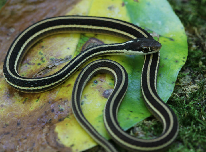 Eastern Ribbon Snake